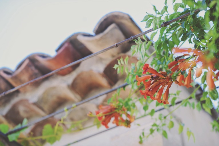 GREY MOSS : summer in provence! more photos in the journal! https://greymoss.com/summer-in-provence-part-one/