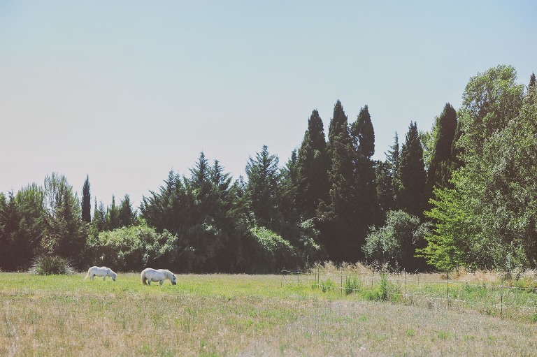 GREY MOSS : summer in provence! more photos in the journal! https://greymoss.com/summer-in-provence-part-one/
