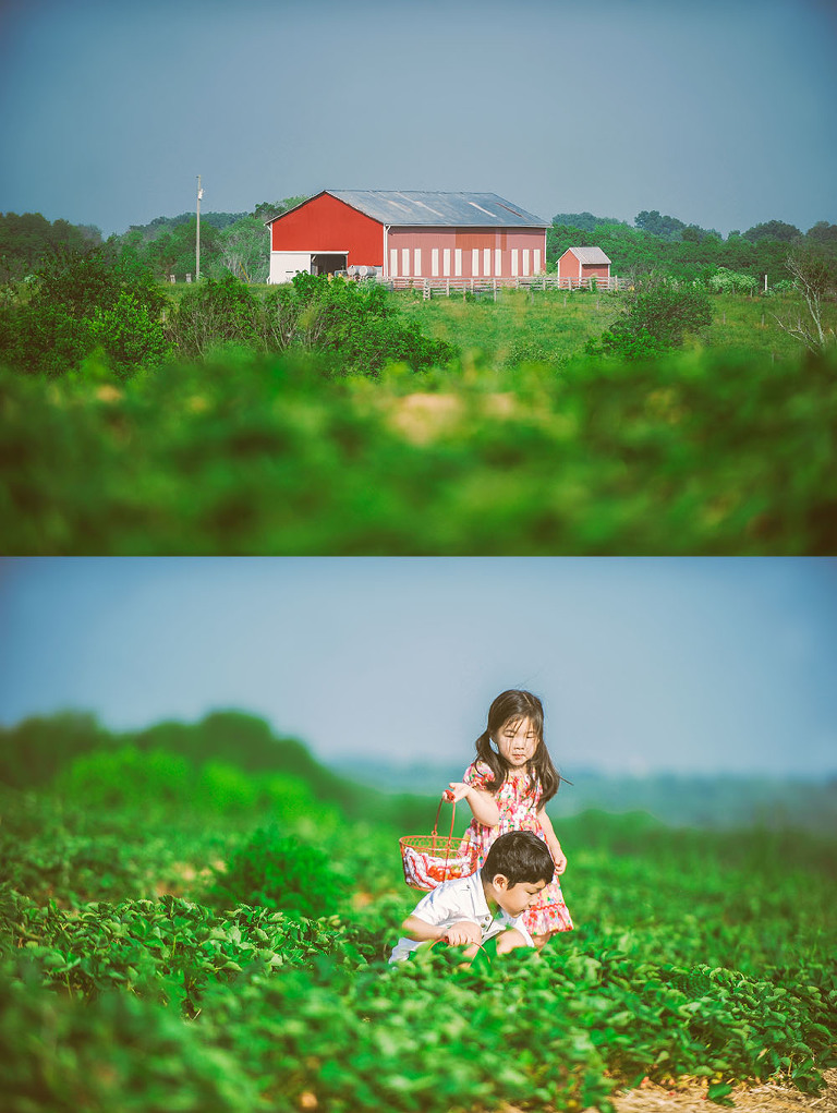 GREY MOSS : gone strawberry picking! more photos in the journal! https://greymoss.com/gone-strawberry-picking/