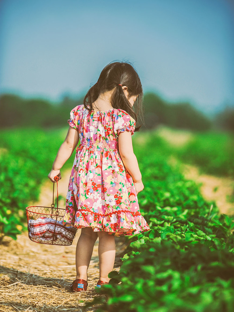 GREY MOSS : gone strawberry picking! more photos in the journal! https://greymoss.com/gone-strawberry-picking/