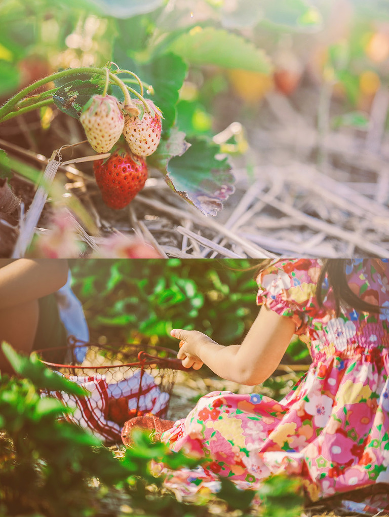 GREY MOSS : gone strawberry picking! more photos in the journal! https://greymoss.com/gone-strawberry-picking/