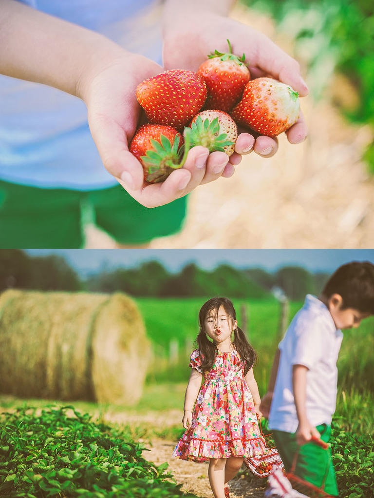 GREY MOSS : gone strawberry picking! more photos in the journal! https://greymoss.com/gone-strawberry-picking/