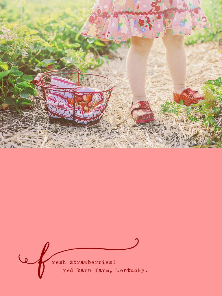 strawberry picking! more photos in the grey moss journal! https://greymoss.com/gone-strawberry-picking/