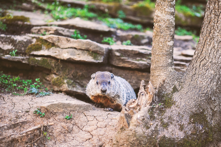 easter egg hunt with a BEAVER + painted floral eggs! more photos in the journal! https://greymoss.com/easter-egg-hunt-with-a-beaver/