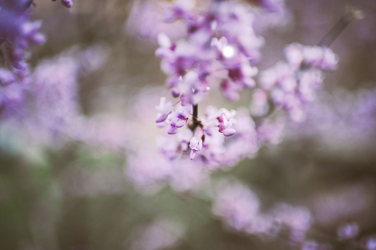 easter egg hunt with a BEAVER + painted floral eggs! more photos in the journal! https://greymoss.com/easter-egg-hunt-with-a-beaver/