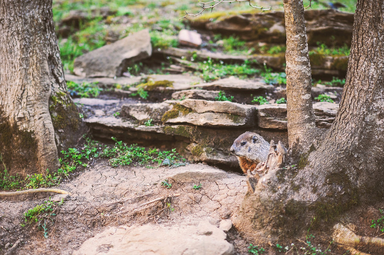 easter egg hunt with a BEAVER + painted floral eggs! more photos in the journal! https://greymoss.com/easter-egg-hunt-with-a-beaver/