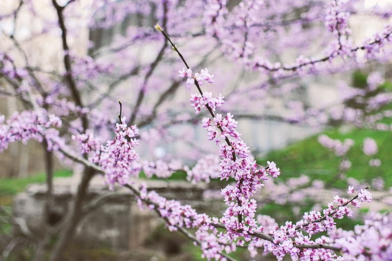 easter egg hunt with a BEAVER + painted floral eggs! more photos in the journal! https://greymoss.com/easter-egg-hunt-with-a-beaver/