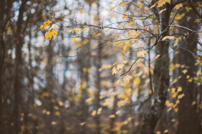 fun halloween photo shoot! more photos in the GREY MOSS journal! https://greymoss.com