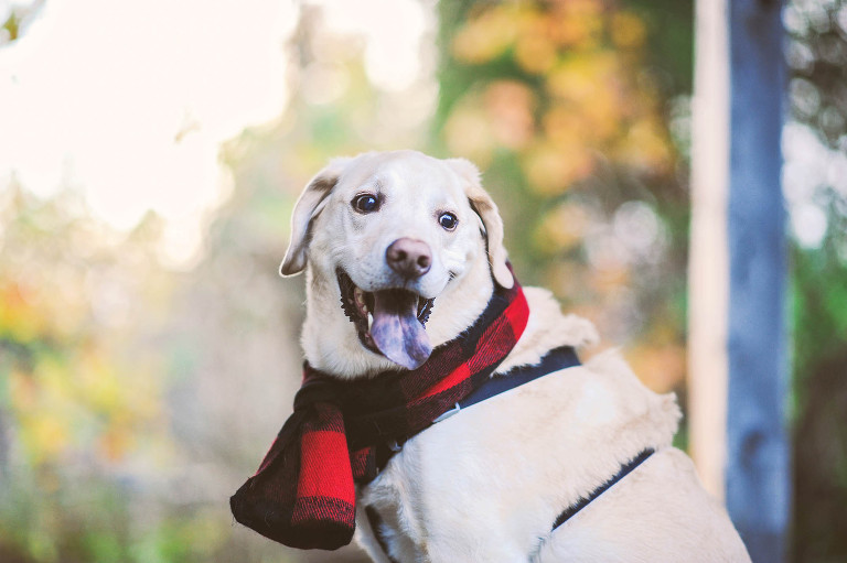 fun halloween photo shoot! more photos in the GREY MOSS journal! https://greymoss.com