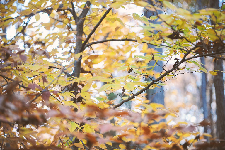 fun halloween photo shoot! more photos in the GREY MOSS journal! https://greymoss.com