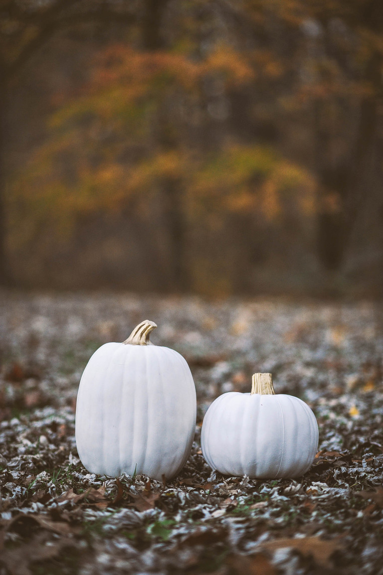 fun halloween photo shoot! more photos in the GREY MOSS journal! https://greymoss.com