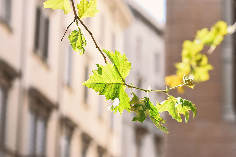 a date at this beautiful little italian chapel! see more at https://greymoss.com/read